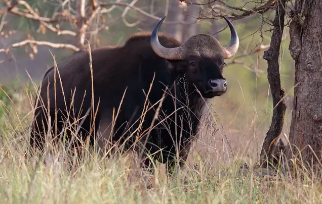 Day 5: Kanha National Park