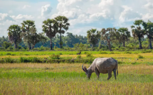 Days 10-11: DEPART FROM KAMPONG CHHAM