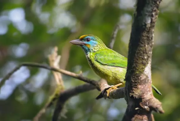 Day 12: Birdwatching in Hatton