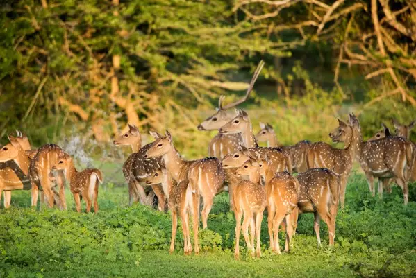 Day 14: Safari in Yala