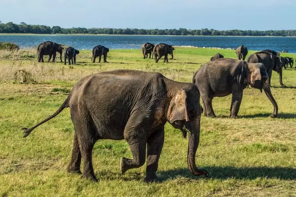 Day 4: Minneriya National Park