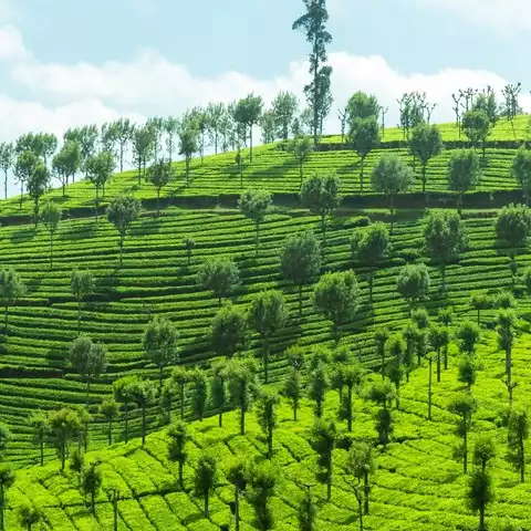 Ooty