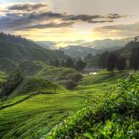 Cameron Highlands