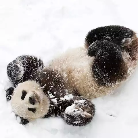 Chengdu's Giant Pandas