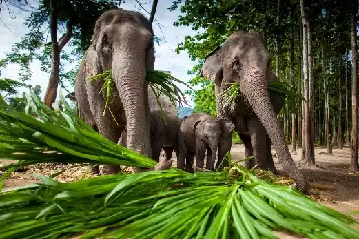 Day 10: Christmas Day - Elephant Rescue & Christmas Dinner