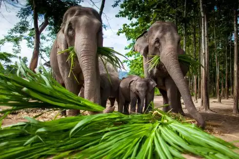 Christmas in Thailand