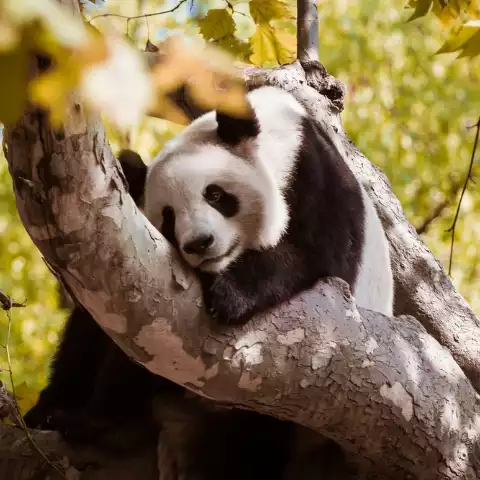Giant Pandas