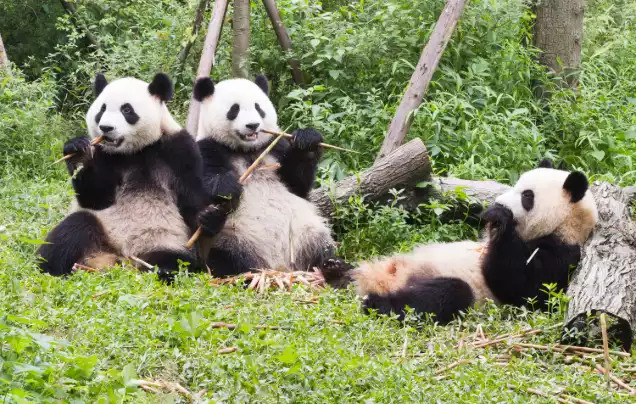 Day 8: Chengdu - Yangtze River Cruise