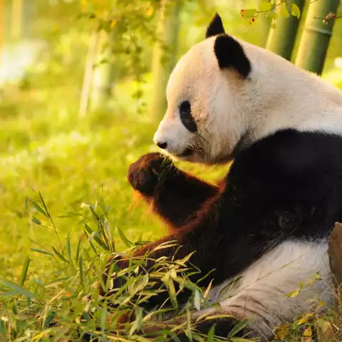 Chengdu's Giant Pandas