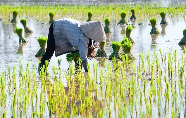 DAY 3: Saigon – Mekong Delta