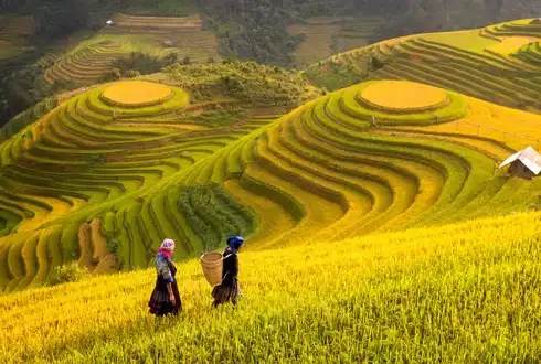 Sapa