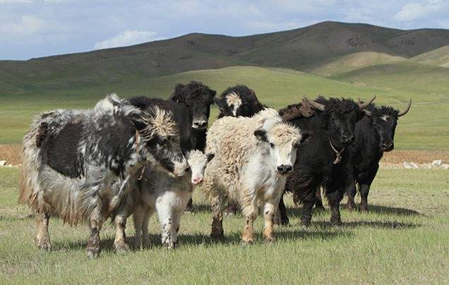 DAY 9: Jargal Jiguur