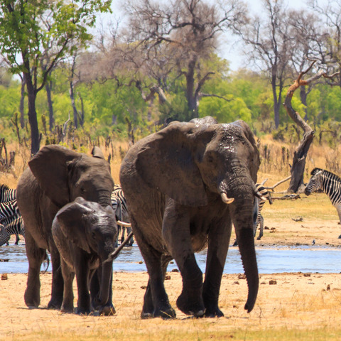  Hwange National Park