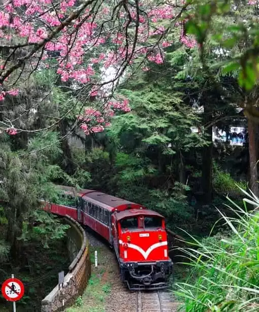 Alishan Forest Train 