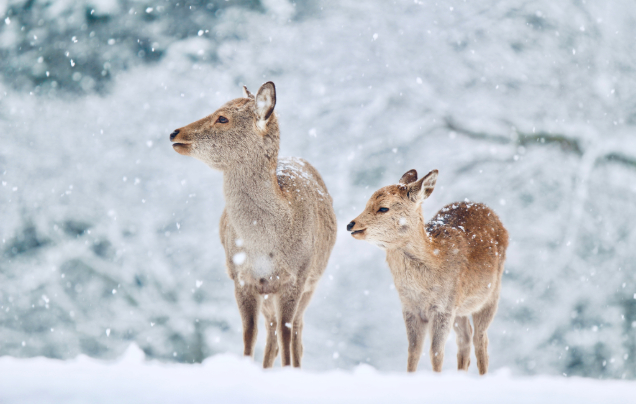 Day 13: Boxing Day in Nara