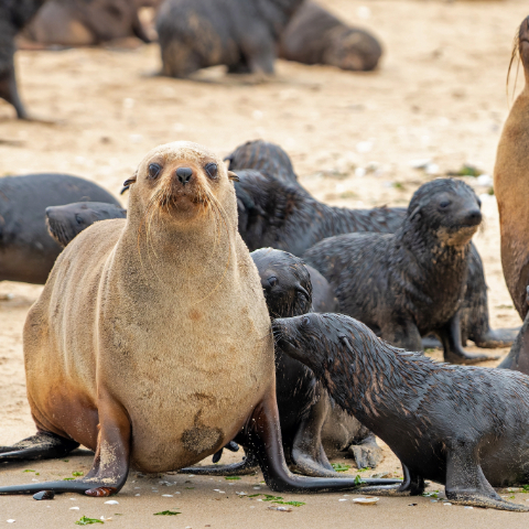 Walvis Bay