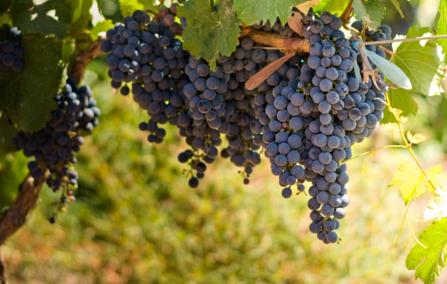 Day 5: Discover Mendoza