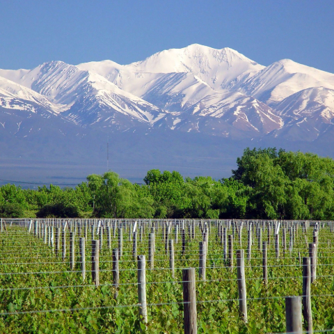 Maipu Valley
