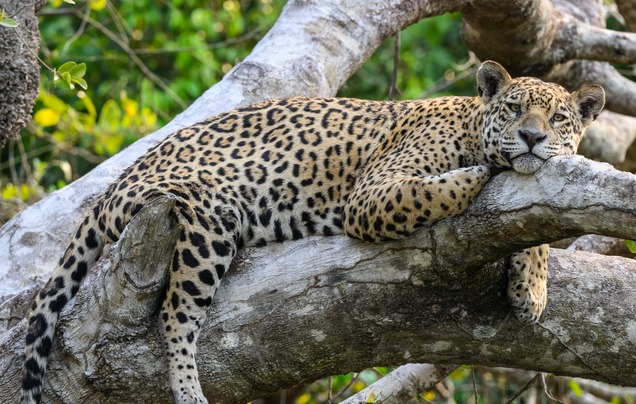 Days 7: Explore the Pantanal