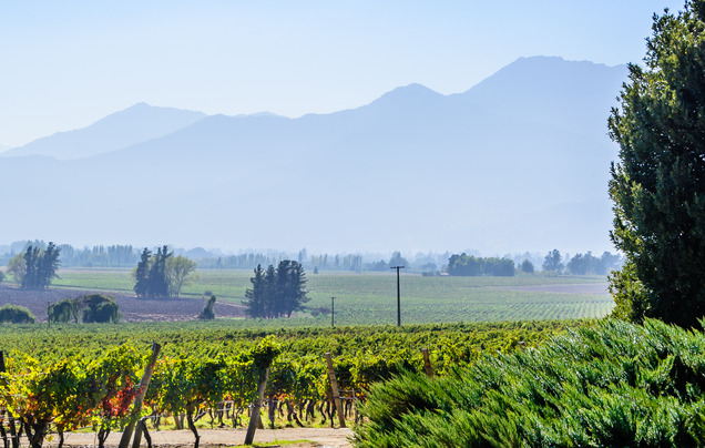 Day 3: Depart Maipo Valley