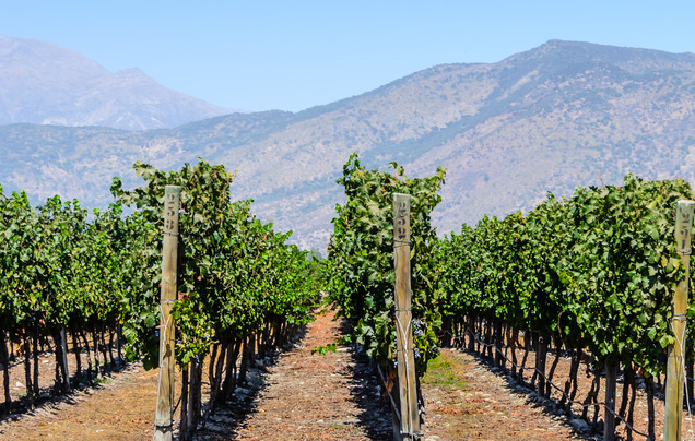 Day 1: Arrive Maipo Valley