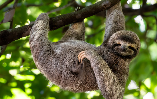 Day 2: Full Day Corcovado