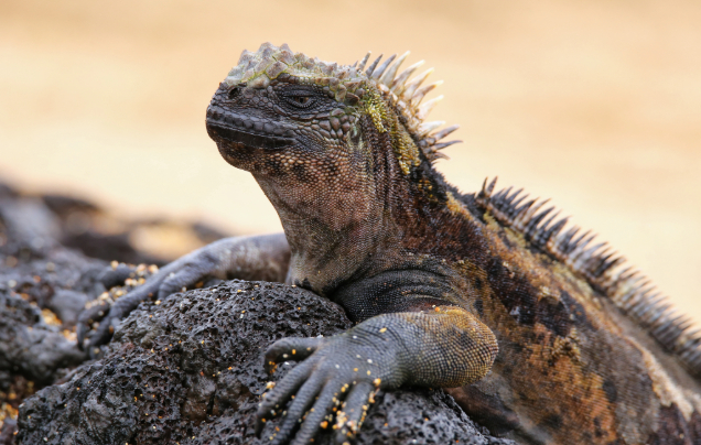 Days 2: North Seymour Island