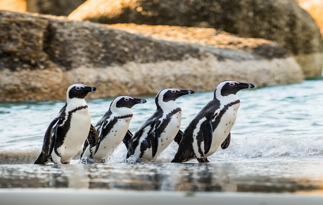 Day 19: Visit the Cape Peninsula