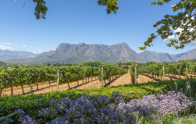 Day 18: Explore the Cape Winelands