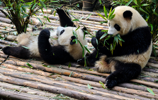 Day 9: Explore Chengdu