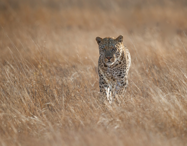 Greater Kruger