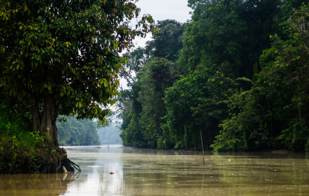 Day 6: Cruise the Kinabatangan
