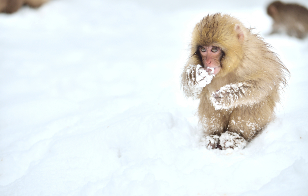 Day 8: Meet the snow monkeys