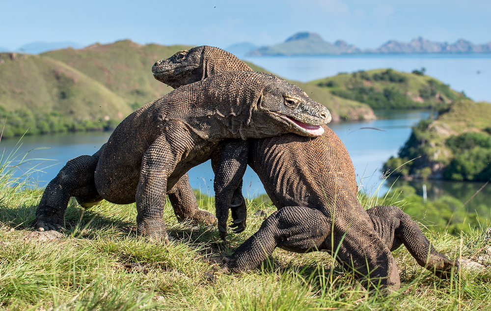Day 11 Komodo Dragons