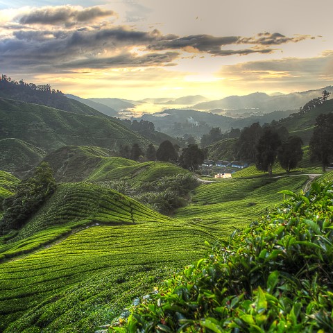 Cameron Highlands