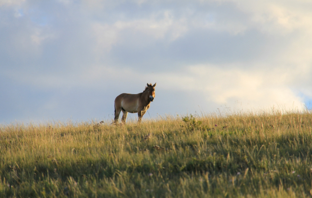 Day 13: Khustai National Park