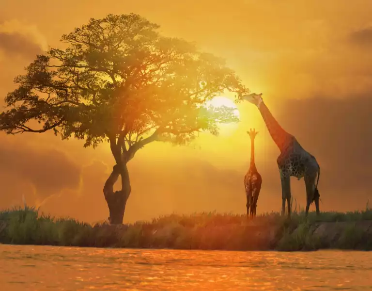 Dreaming of Africa