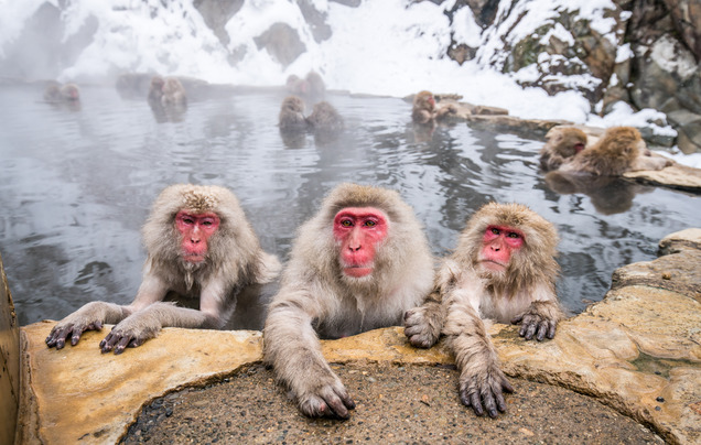 Day 5: Visit the Snow Monkeys