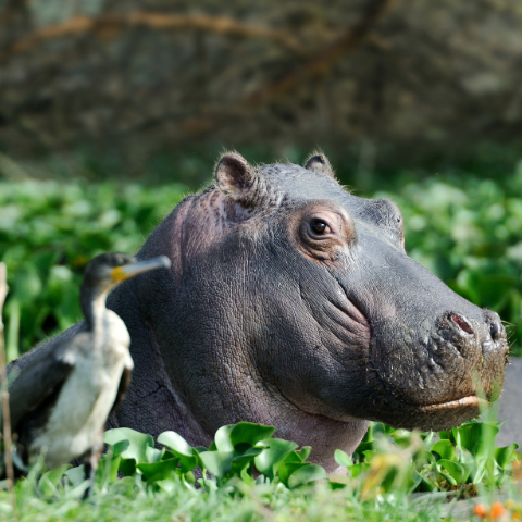 Spot hippos in Lake Naivasha