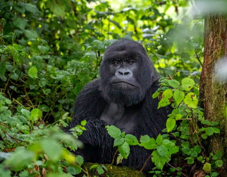 Uganda