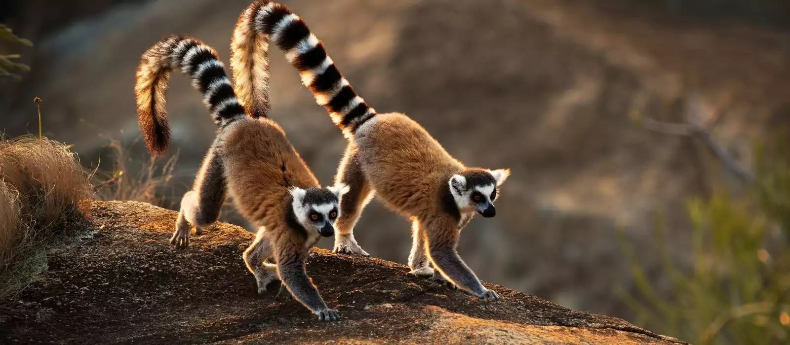 Madagascar Holidays