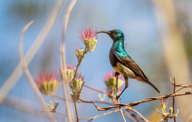 Day 13: Meva Workshop