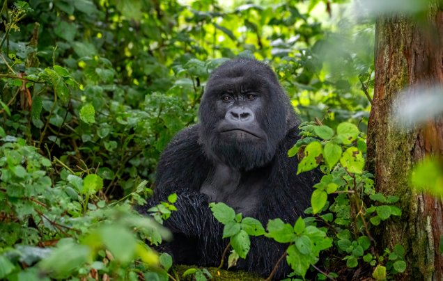 Day 3: Gorilla trekking in Volcanoes National Park