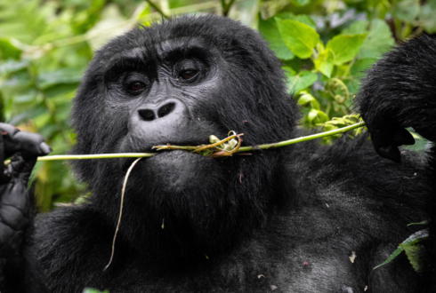 Uganda Gorilla Trekking
