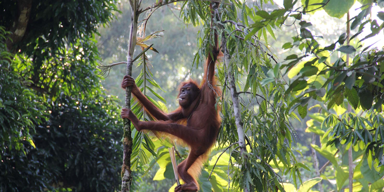 Discover Asia's Wildlife