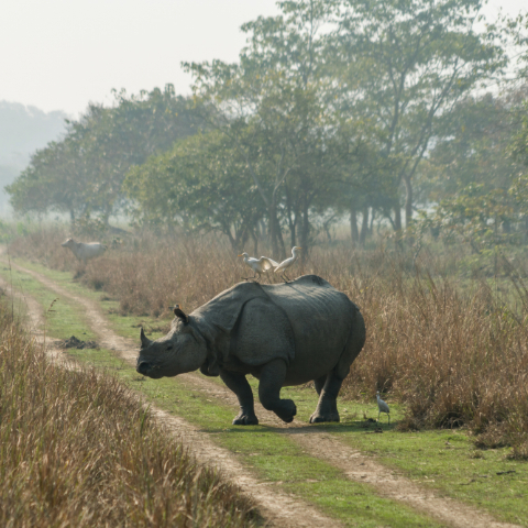Kaziranga National Park 