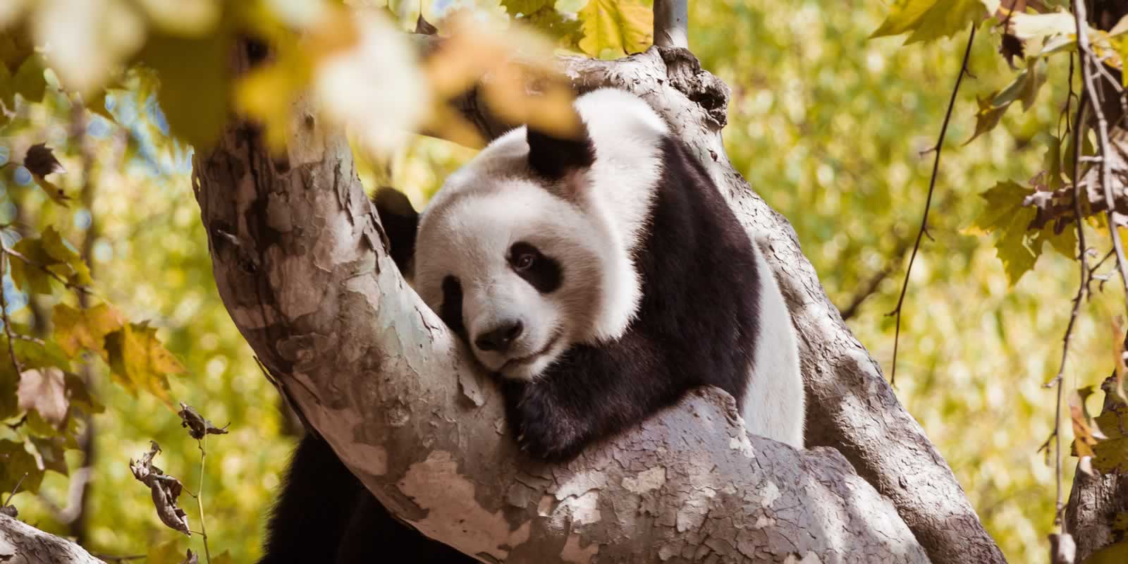 Chongqing Zoo and Panda House