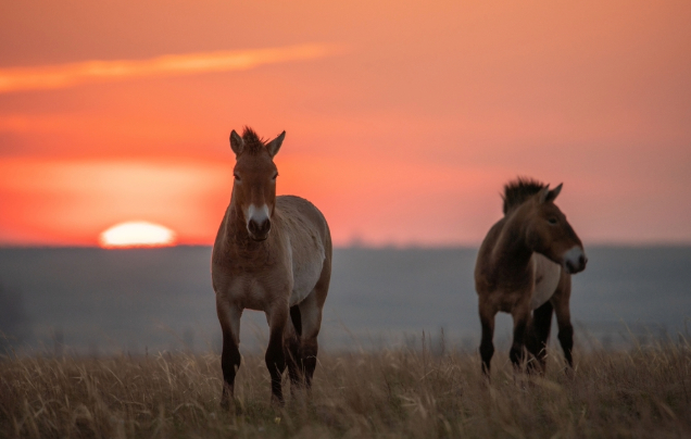 Day 18: Wild horses of Khustai