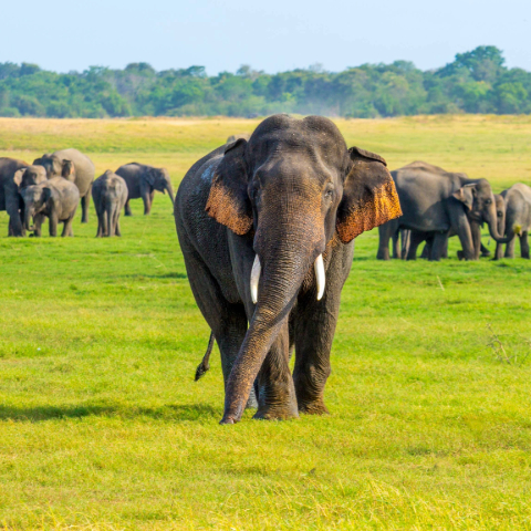 Minneriya National Park