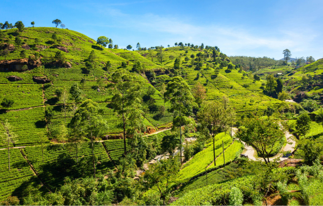 Day 6: Train to Nuwara Eliya